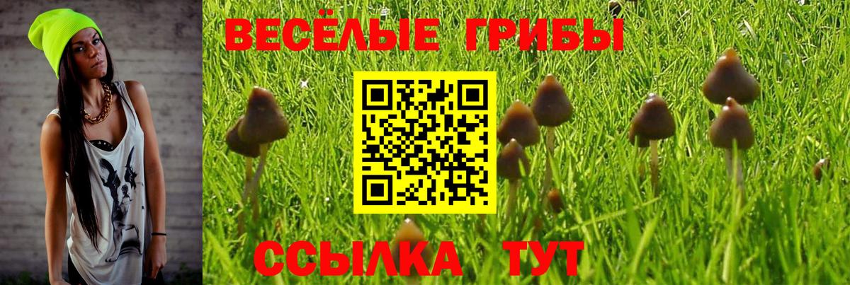 Псилоцибиновые грибы GOLDEN TEACHER  Вход с VPN  Вольск  Псилоцибиновые грибы MAGIC MUSHROOMS 